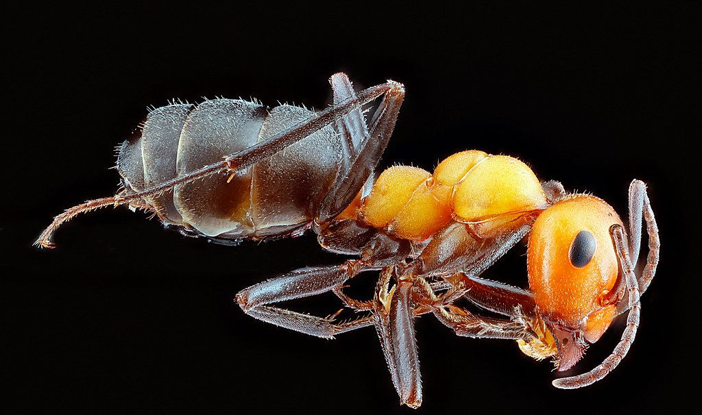 Ant Control service in Pensacola, FL