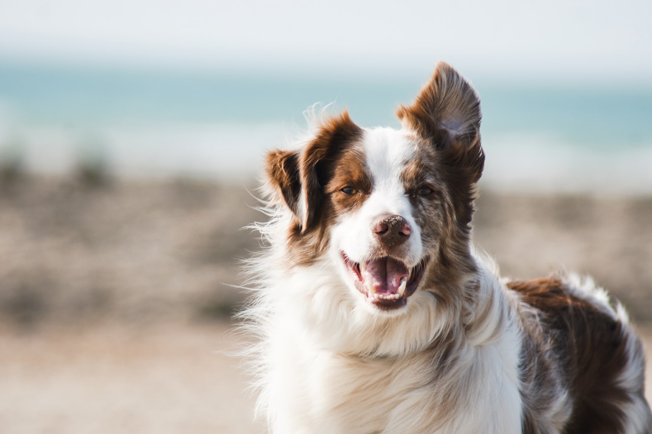 Flea & Tick Control service in Pensacola, FL