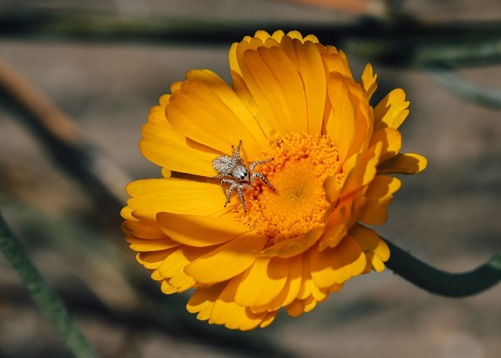 Spider Control service in Pensacola, FL